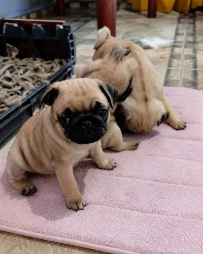 Pug