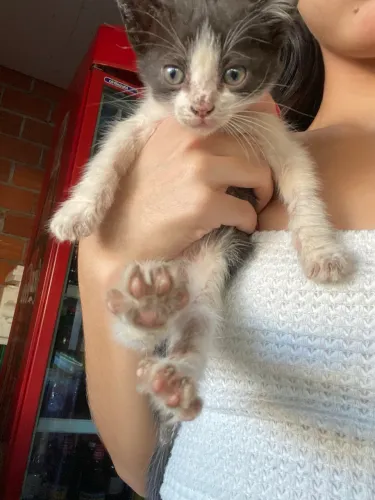 Adoção de gatinhos