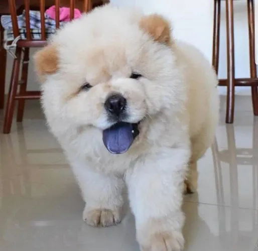 Chow chow filhote com cara de ursinho