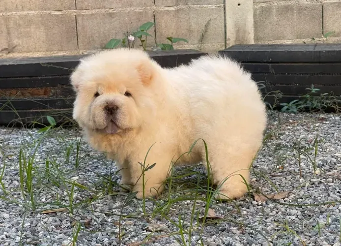 Chow Chow,Chow Chow Filhote Muito Amoroso e Dócil