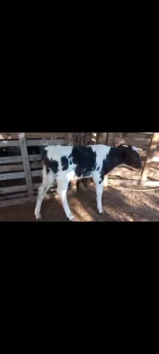 Bezerro girolando está na mamadeira 