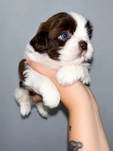 Shih tzu macho exótico olhos claros
