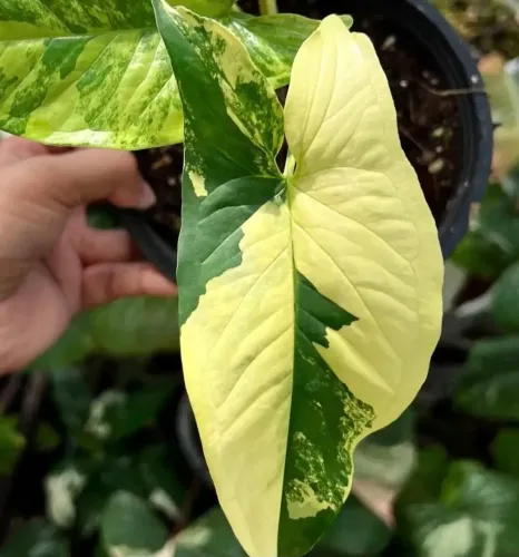 Mudas de plantas: Singônio amarelo - Syngonium yellow