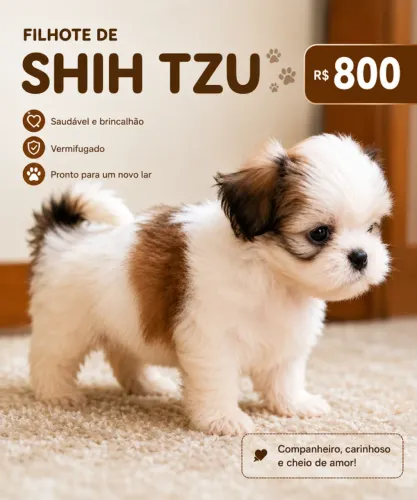 Shih-tzu preço tem conversa