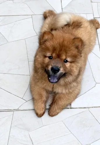 Chow Chow Fêmea