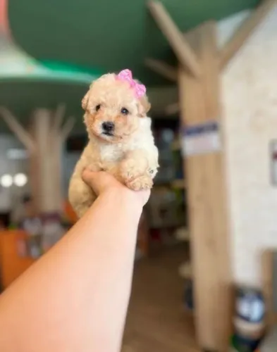 Poodle mini toyzinha 600 reais 