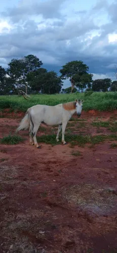 Égua boa para montaria 