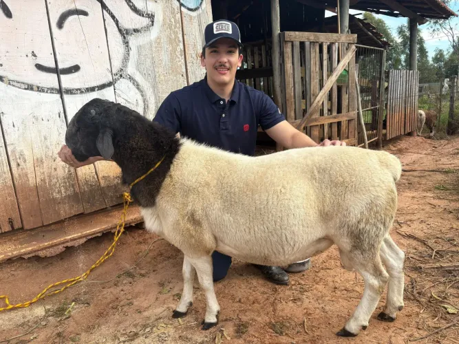 Carneiro Reprodutor Registrado 2 anos 