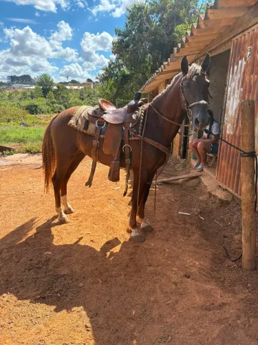 Cavalo Quarto de milha 