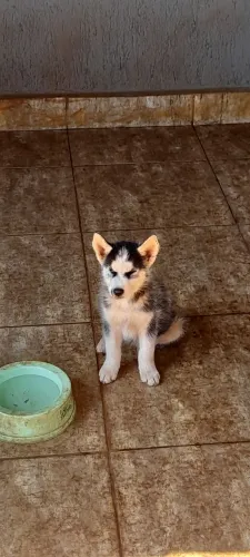 Filhote de Husky Siberiano macho 