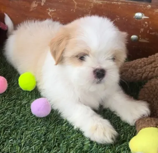Cães que levam alegria para qualquer ambiente