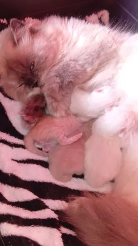 Filhote de gato persa