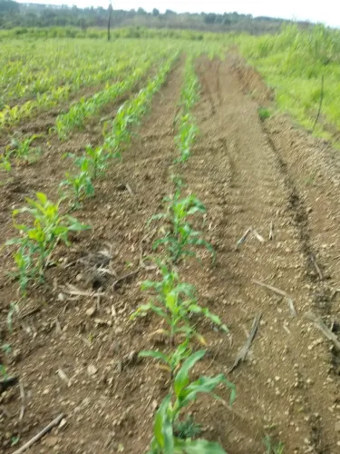 Arrendo para plantio excelente chácara 15 hectares Rodeador Brazlandia DF