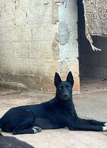 Doação de animais