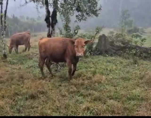Gado Angus e gado Jersey