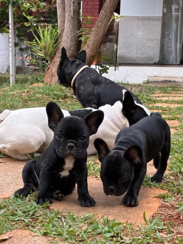 Filhotes de Bulldog Francês disponíveis para venda
