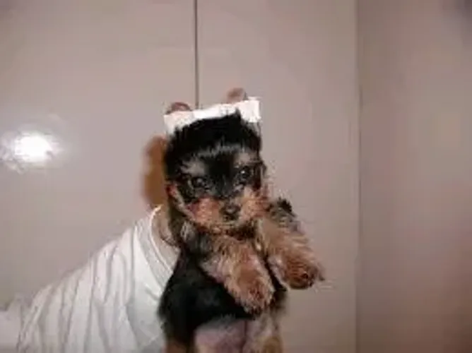 Yorkshire Mini