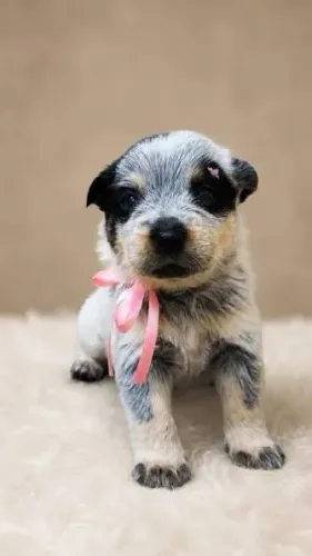 Blue heeler filhotes