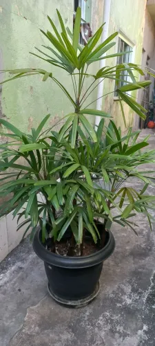 Plantas 