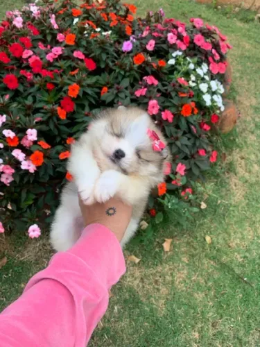 Spitz alemão anao filhote fêmea