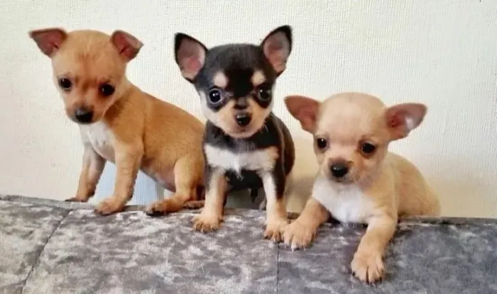 Chihuahua Macho Black: Mini Filhote, Grande Carinho!
