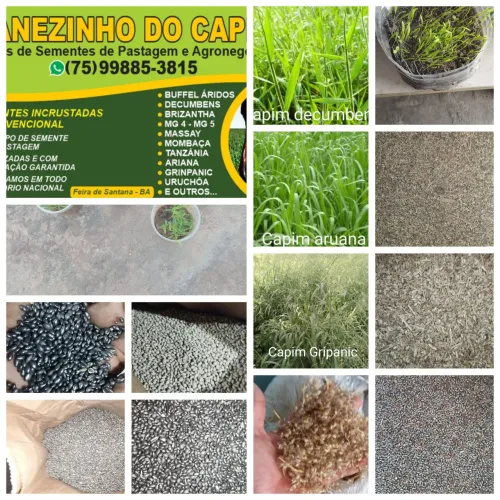 Sementes de capim para pastagem