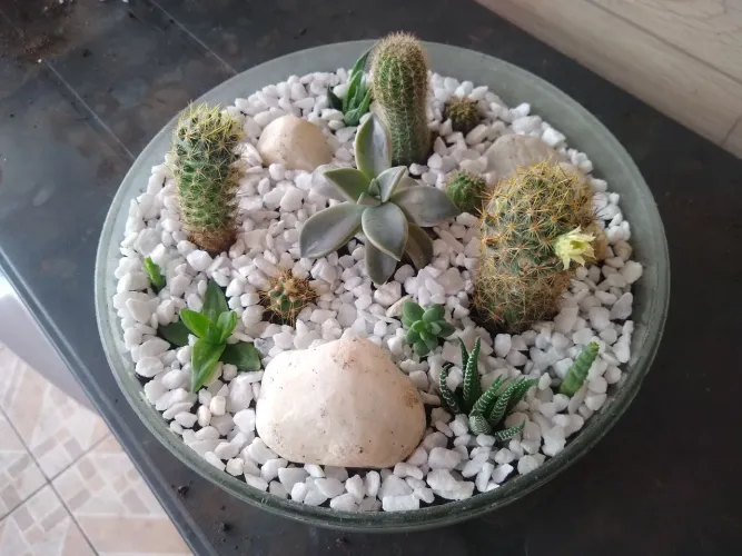 Lindo terrários de cactos e suculentas 