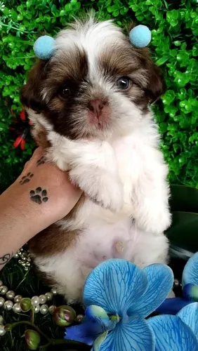 Filhote Shih tzu Macho Branco e Caramelo - EvaFilhotes 