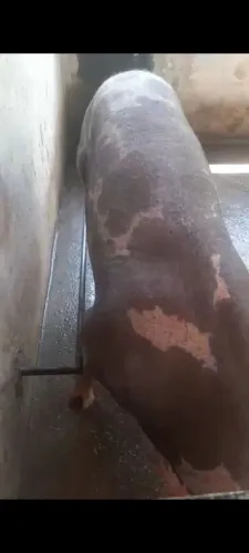 Vende se um barrão duroc e uma matriz duroc e outra Pietran 