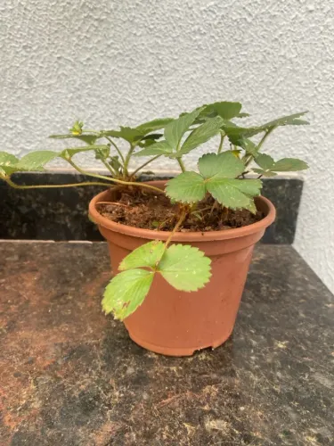 Mudas de Morango produzindo 