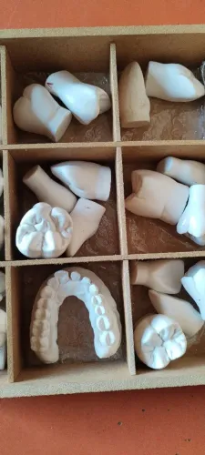 Macro modelo Dentes