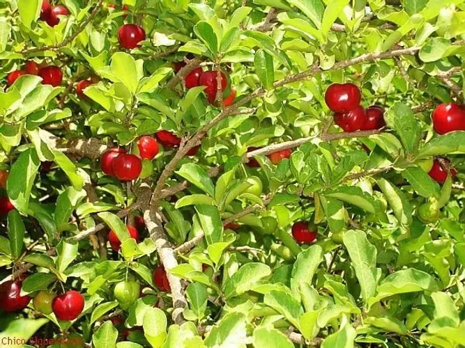 Mudas de Acerola Enxertada