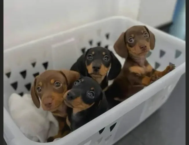 Dachshund (basset, teckel) incrível
