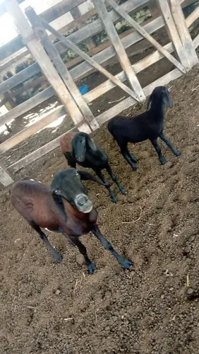 Vendo quatro lindas ovelha 