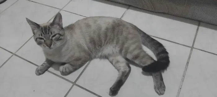Doando Gato Siamês