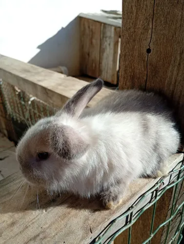 2 filhote de coelho holand lop 
