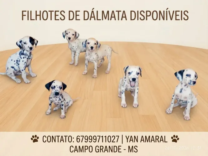 filhotes de dálmata