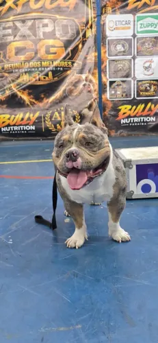 Cobertura American Bully