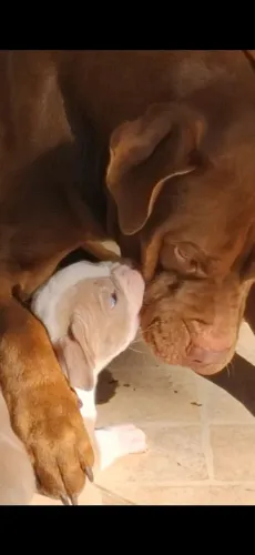 Pit monster