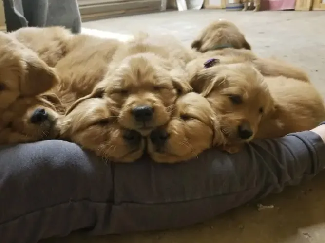 Golden Retriever charmoso