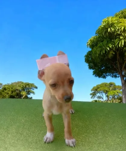 Pinscher Zero Ideal Para Apartamento