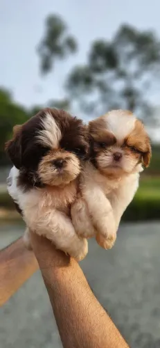 SHIH TZU VALOR PROMOCIONAL