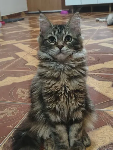Lindos filhotes de Maine Coon