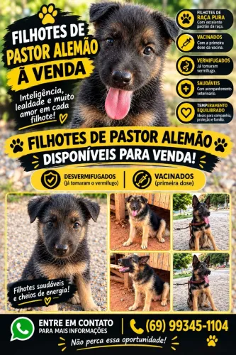 Filhotes de pastor alemão  raça pura 