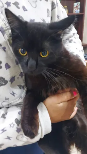 Gato pra doação