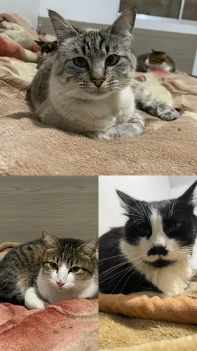 Doação gatinhos