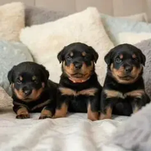Rottweiler,Rottweiler Filhote Muito Amoroso e Dócil