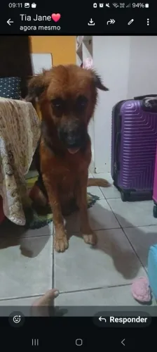 Cadelinha para doação 