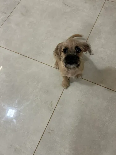 Doa-se filhote de cachorro