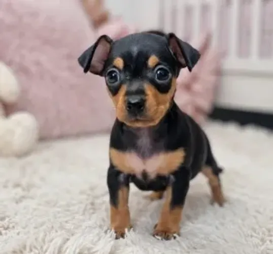 Bebezinho Pinscher/Pincher/Pinsher/Pintier amorosos, alegres e espertinhos
